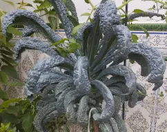 Step <p>Pon medio litro de agua en el vaso, la col negra troceada, solo la parte verde, en el recipiente varoma. </p> illustration