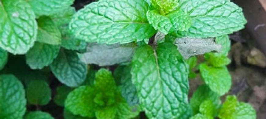 SIROPE DE MENTA CON THERMOMIX